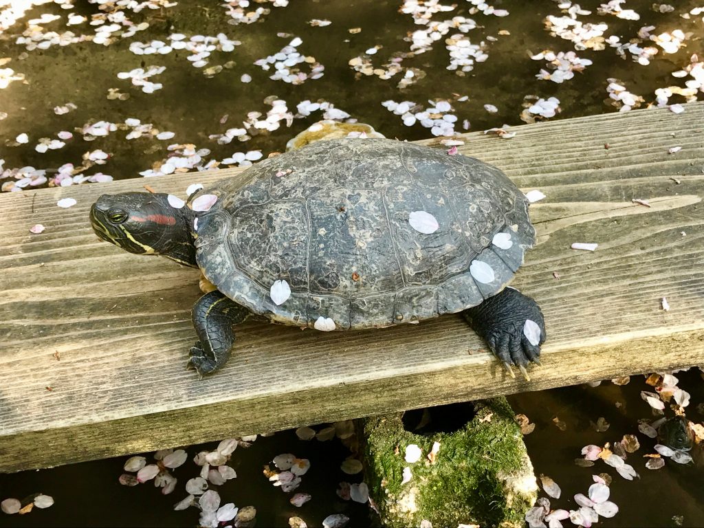 Tortue au parc utsubuki