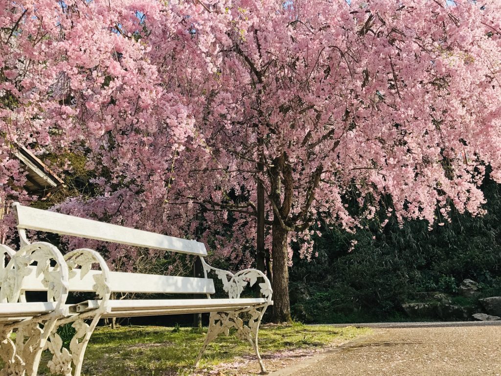 Cerisiers au parc utsubuki