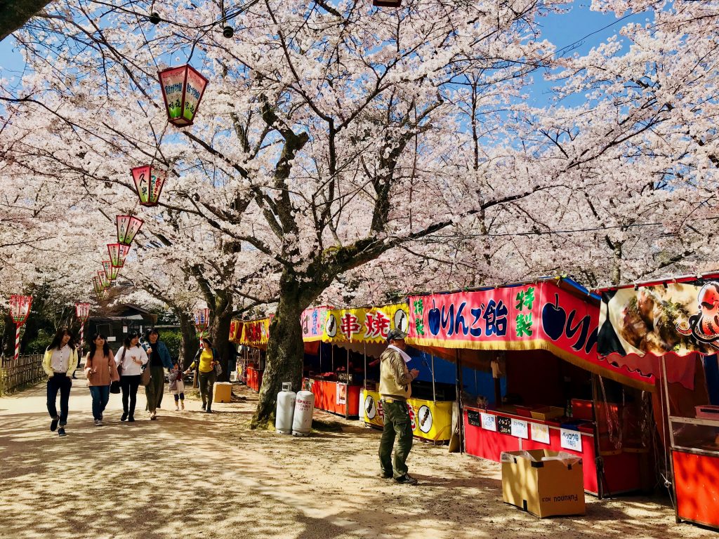 Cerisiers au parc utsubuki