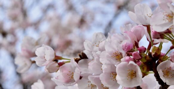 Cerisiers en fleur et hanami virtuel