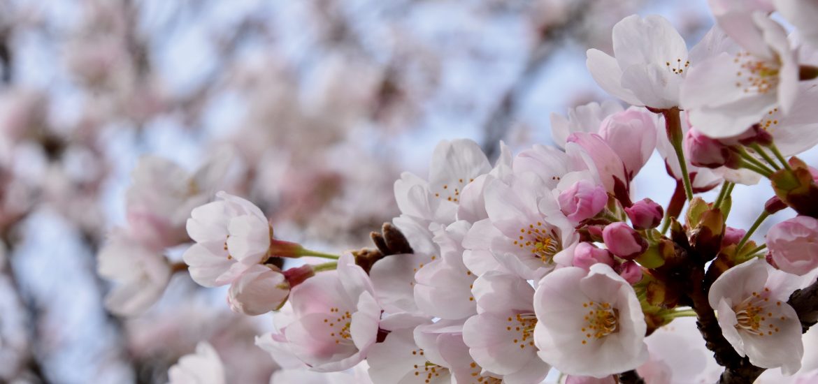 Cerisiers en fleur et hanami virtuel